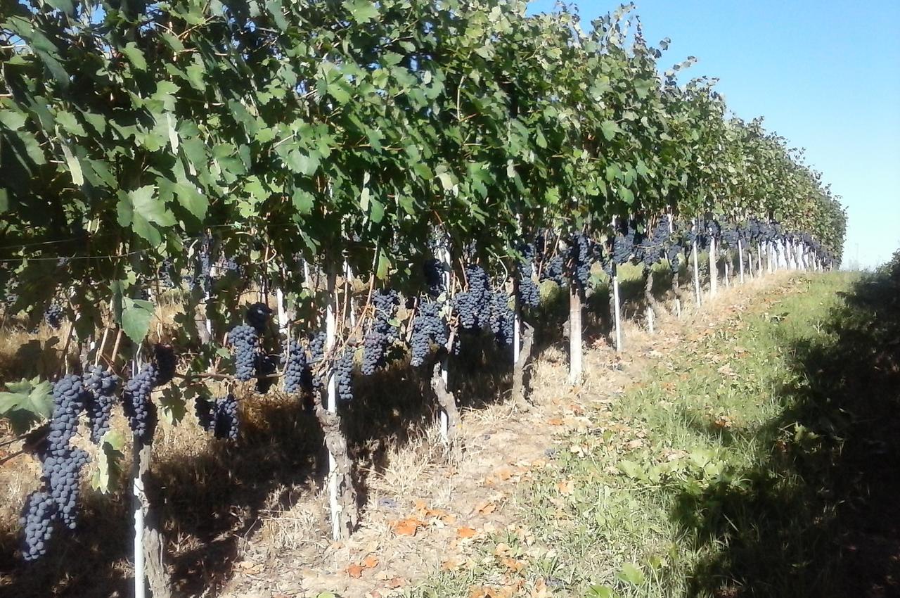 Tenuta Calabiana Diano dʼAlba Exteriör bild